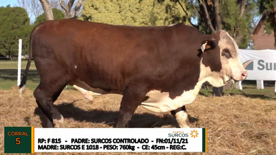 Lote TOROS BRAFORD, Cabaña "SURCOS"