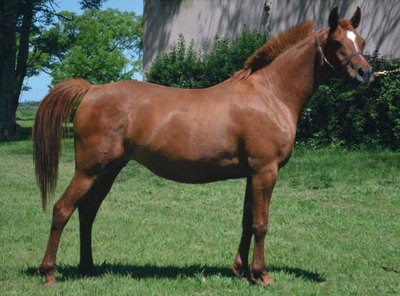 Lote SPAGNA