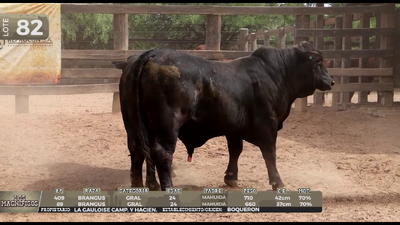 Lote LOTE 82