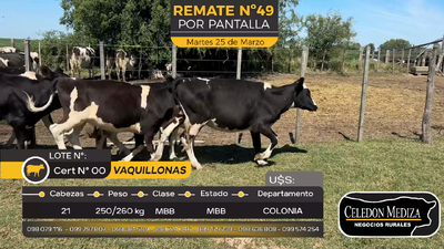 Lote 21 Vaquillonas  en Estanzuela, Colonia