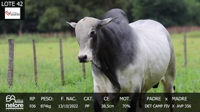 Lote LOTE 42