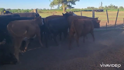 Lote 25 Terneros/as