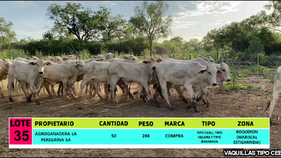 Lote LOTE 35 - 50 VAQUILLAS CBO 1
