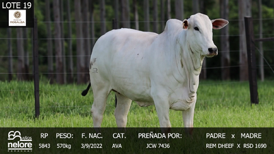 Lote LOTE 19