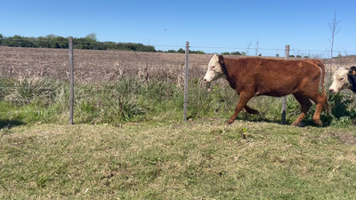 Lote TERNERAS