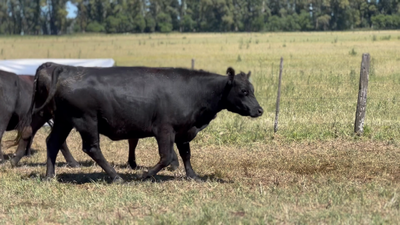 Lote 10 Vaquillonas C/ gtia de preñez en Lincoln