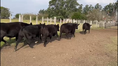 Lote VAQUILLONAS PREÑADAS