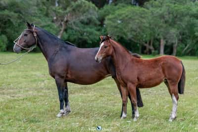 Lote JAGUEL TIRANA