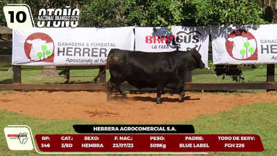 Lote LOTE 10
