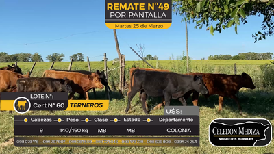 Lote 9 Terneros en La Horqueta, Colonia