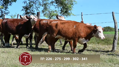  Lote 9 Vaq. 2-3 años preñadas