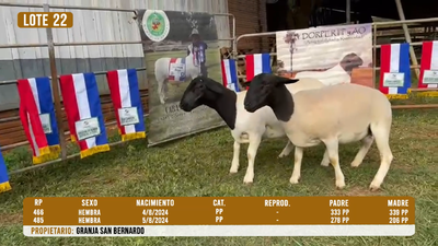 Lote LOTE 22 - DESTACADO