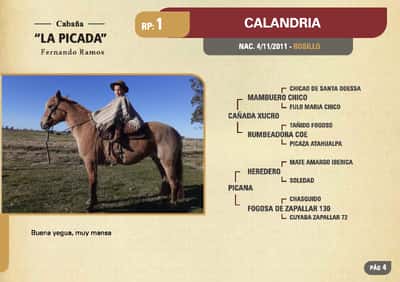Lote RP 1 - CALANDRIA - LA PICADA