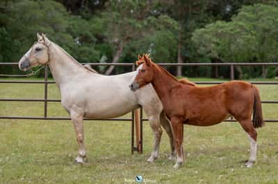 Lote JAGUEL QUERIDA