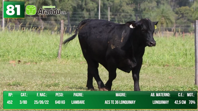 Lote LOTE 81