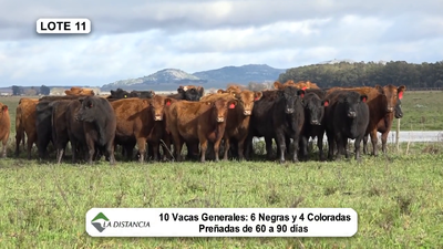 Lote Vientres Paridos MaS - Puros Controlados