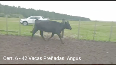 Lote (Vendido)42 Vacas preñadas ANGUS 412kg -  en PARAJE RINCON DE PEREZ, RUTA 26 KM 80, A 96 KM DE  PAYSANDU Y A 165KM DE TACUAREMBÓ.