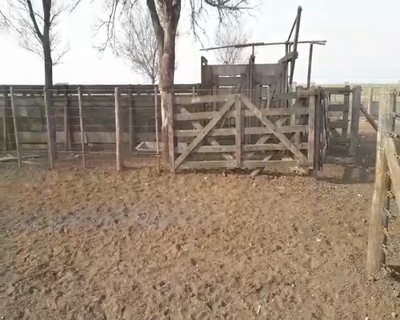 Lote 75 Vaquillonas en Laprida, Buenos Aires