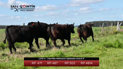 Lote LOTE 14 - VIENTRES PREÑADOS ABERDEEN ANGUS PI