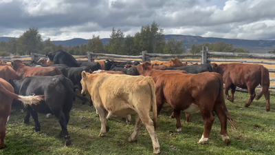 Lote 49 Novillo Engorda en XI Región Aysén, Coyhaique