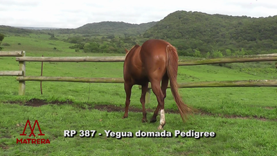 Lote YEGUAS DE ANDAR