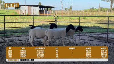 Lote LOTE 91