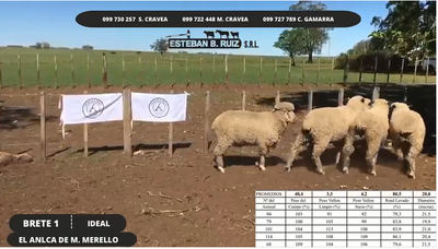 Lote Brete 1