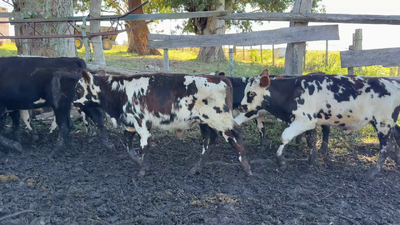 Lote TERNEROS