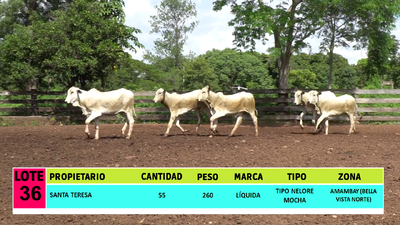 Lote LOTE 36 - 55 VAQUILLAS CBO 1