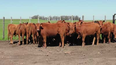 Lote 22 Terneras Red Angus