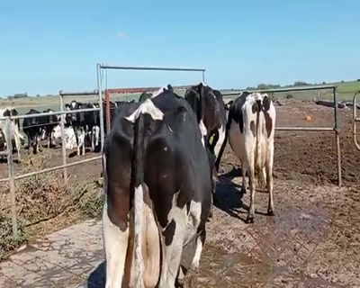 Lote 4 Vacas de Invernada HOLANDO 620kg - , San José