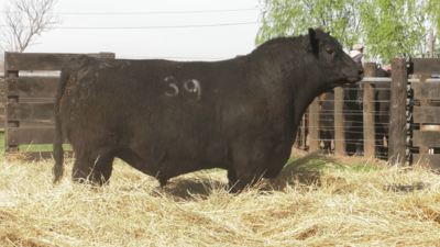 Lote TOROS ANGUS PURO CONTROLADO