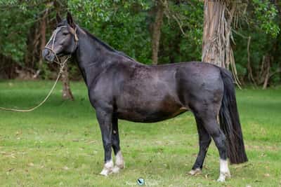 Lote JAGUEL LAGUNA