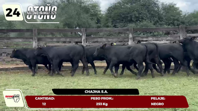 Lote LOTE 24
