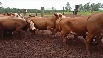Lote 50 Vacas de invernar en Virasoro, Corrientes
