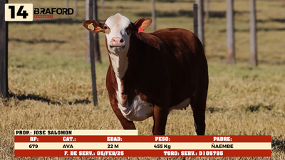 Lote LOTE 14