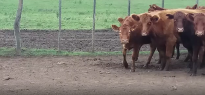 Lote 19 Vaquillonas preñadas en Colonia