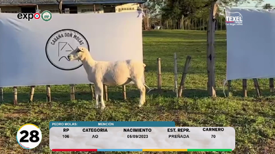 Lote LOTE 28