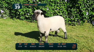 Lote LOTE 39