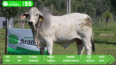 Lote LOTE 55