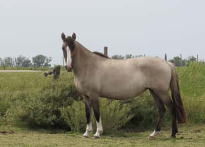 Lote Baraja Don Miguel