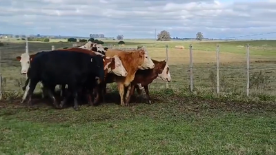 Lote (Vendido)8 Vacas preñadas ANGUS en EL CORONILLA