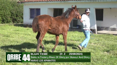 Lote Lote 44