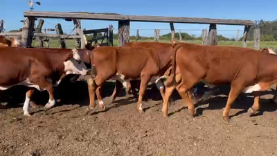 Lote 101 Terneros/as