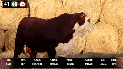 Lote LOTE 41