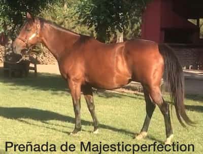 Lote LIRIA preñada de Majesticperfection