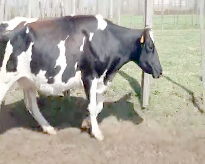 Lote Vacas de Invernada HOLANDO 400kg - , San José