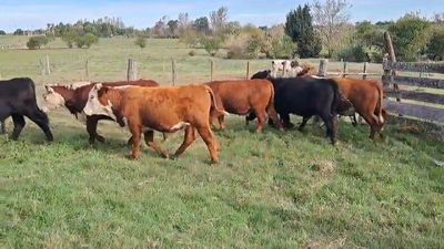 Lote NOVILLOS 1 A 2 AÑOS