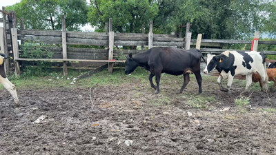 Lote PIEZA DE CRIA