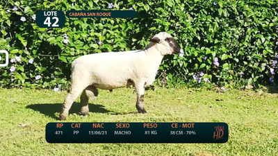 Lote LOTE 42